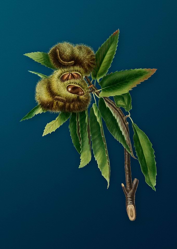 Vintage Spanish Chestnut