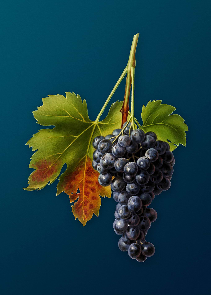 Vintage Raisin Grape Fruit