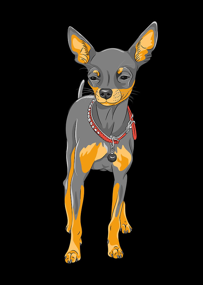 Dachshund