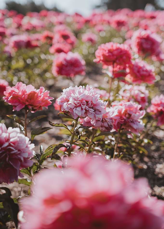 Peonies garden