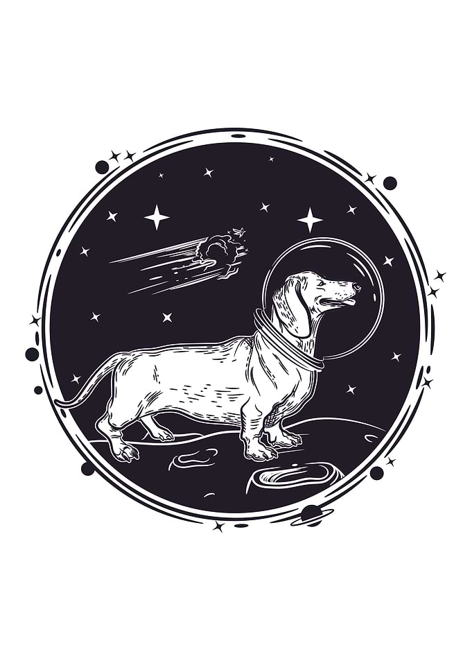 Dachshund