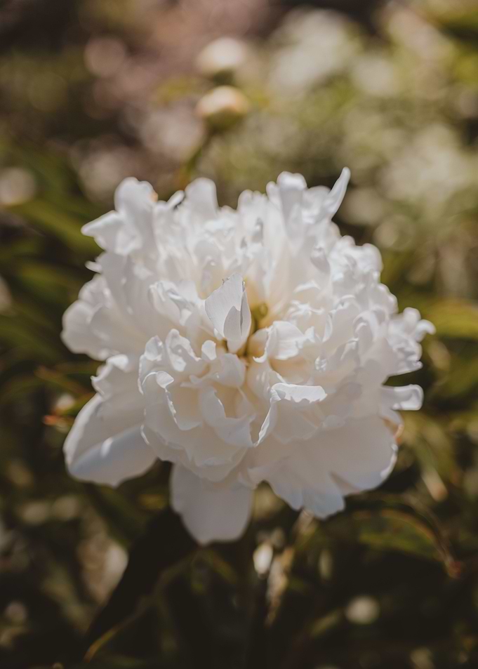 Peonies garden