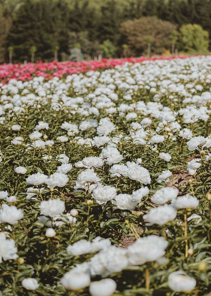Peonies garden