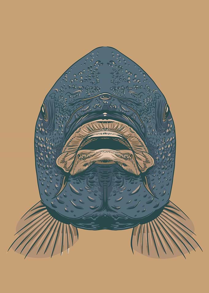 Carp Mouth Fish Face