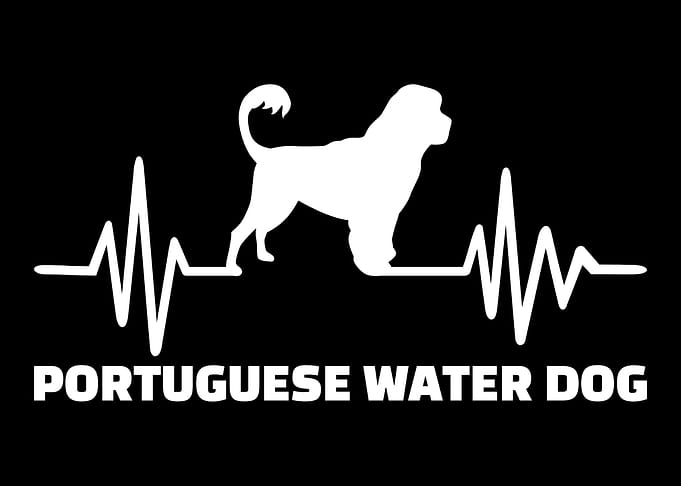 Portuguese Water Dog