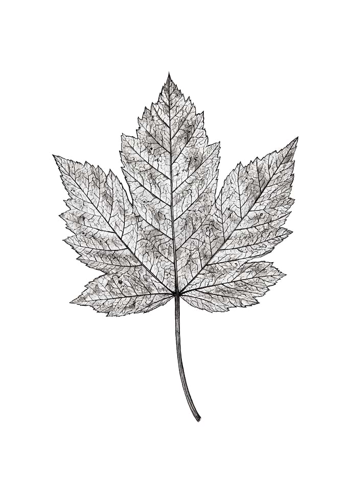 Black and white leaf