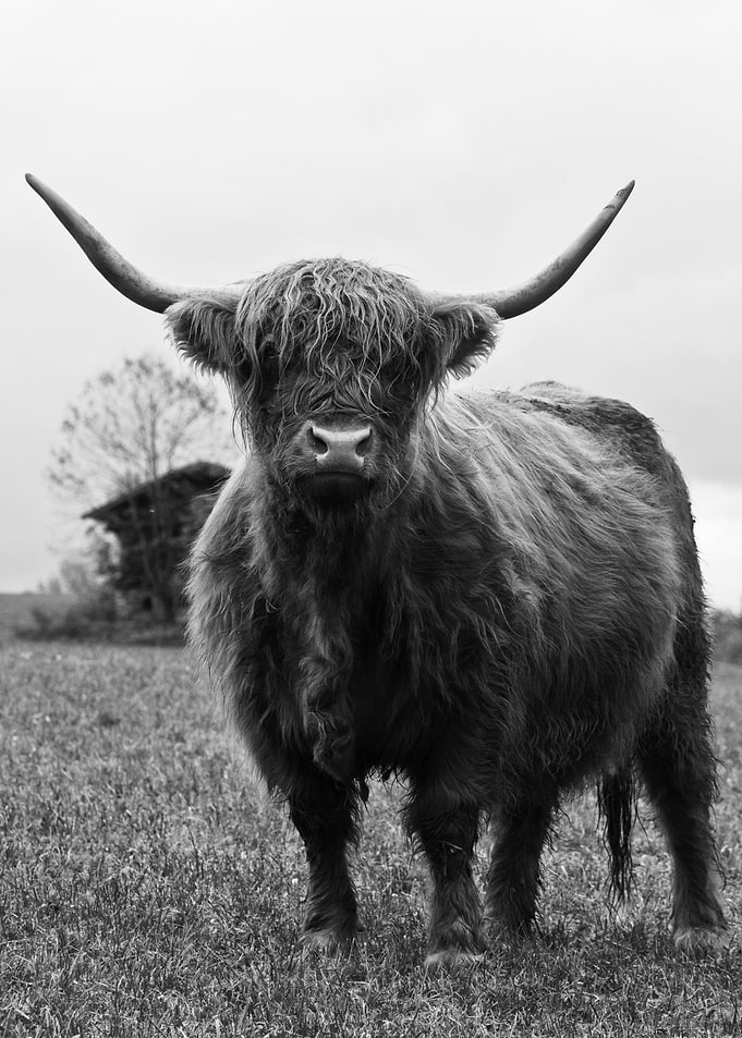 Highland Cow Black White 3