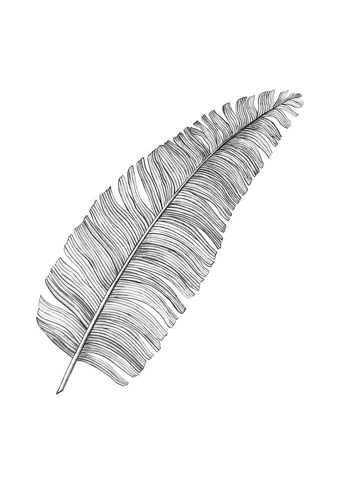 Banana Leaf