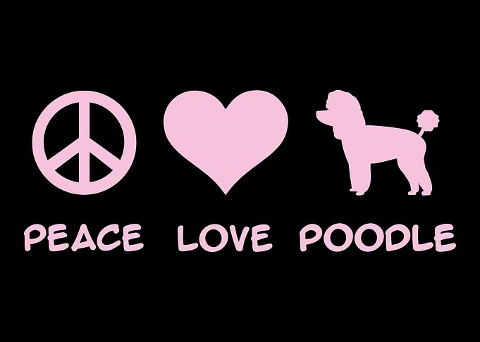 Poodle