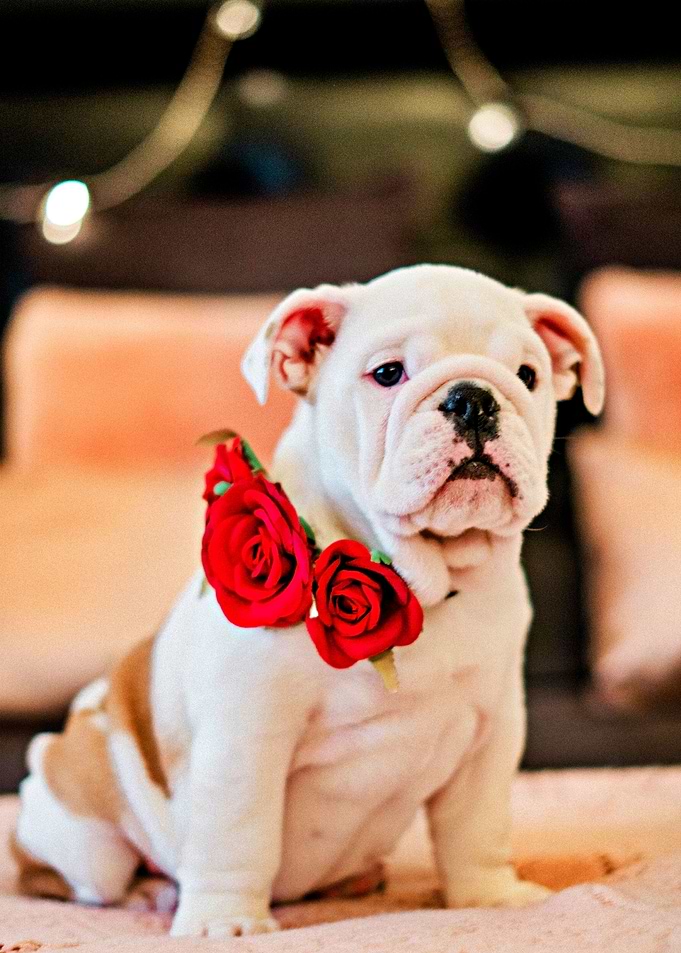 Gorgeous puppy