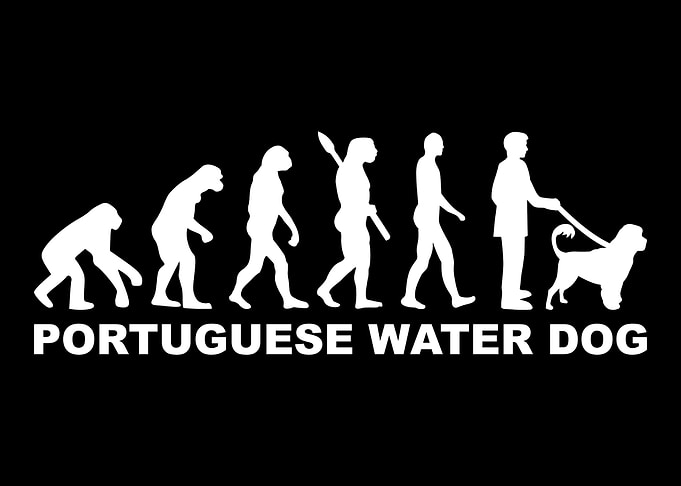 Portuguese Water Dog