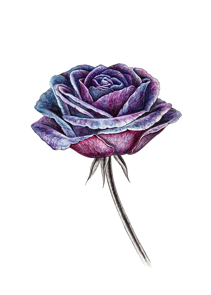 Violet rose