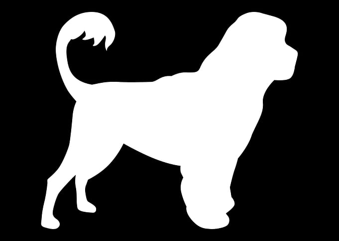 Portuguese Water Dog