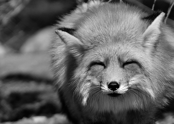 Sly Fox Face