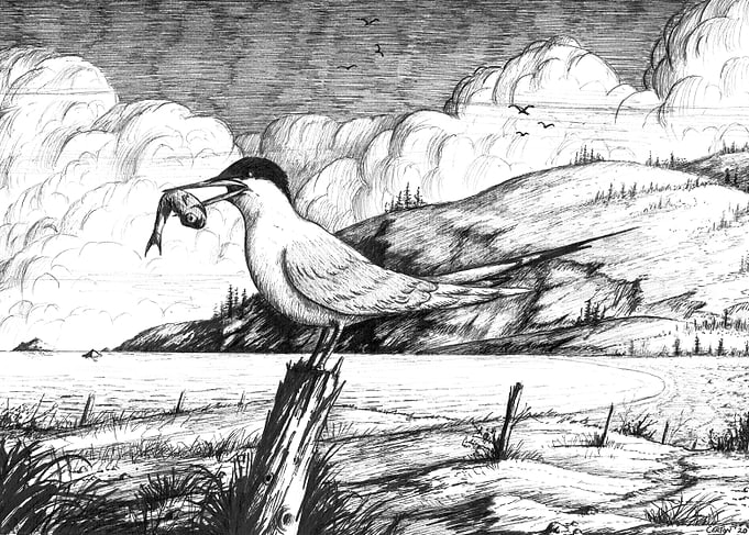 Tern with fish