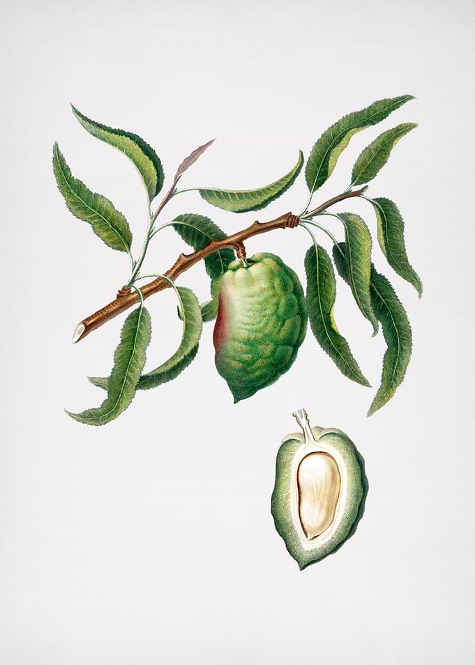 Vintage Almond Fruit Art