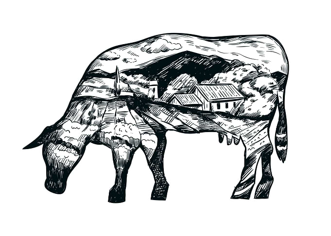 Cow