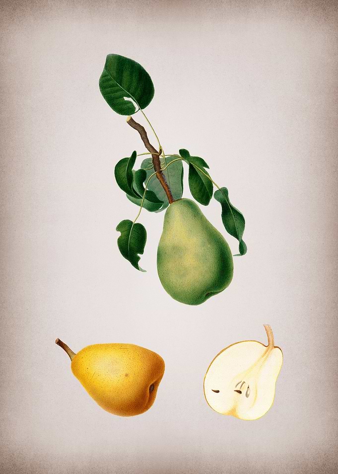 Vintage Winter Citron Food