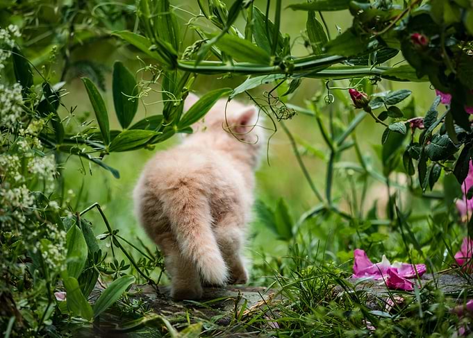 Kitten
