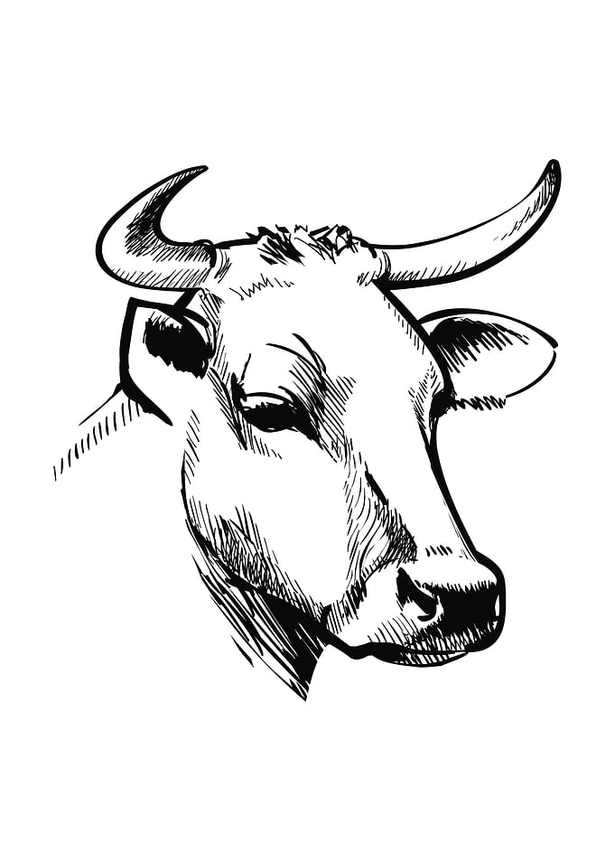 Cow