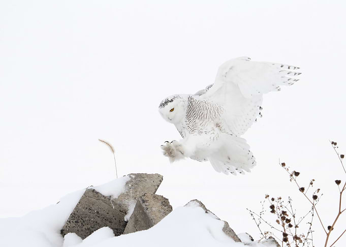 Incoming snowy