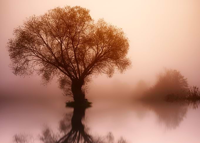 Tree Lake Sunset Mirror