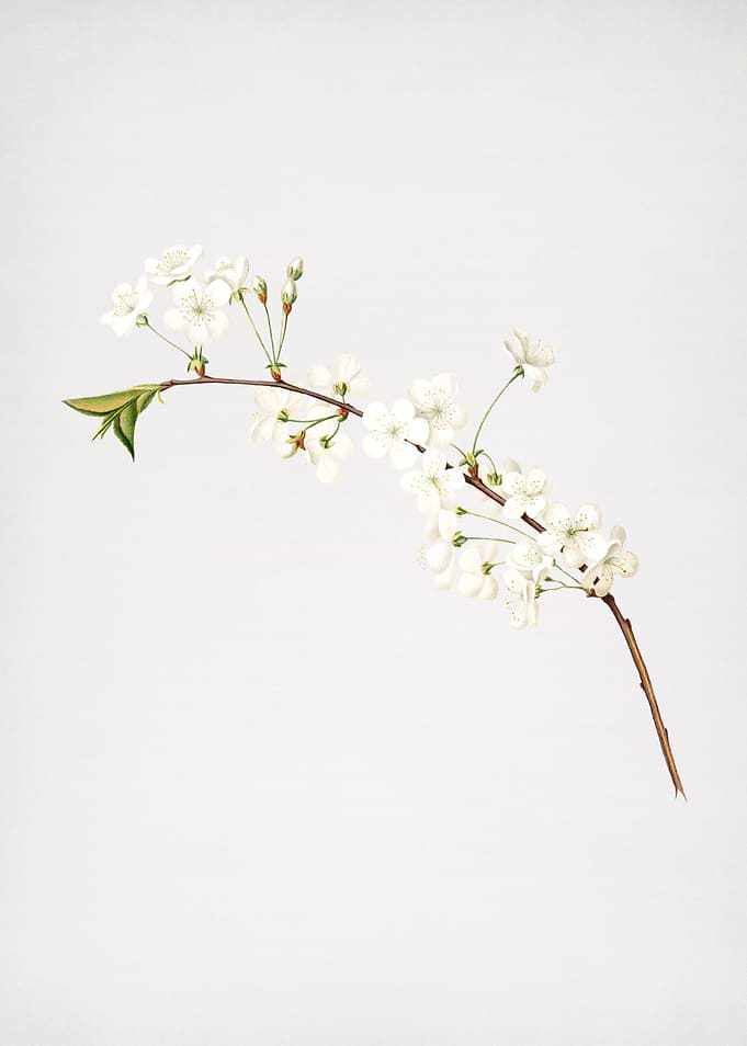 Vintage Amarena Cherry Art