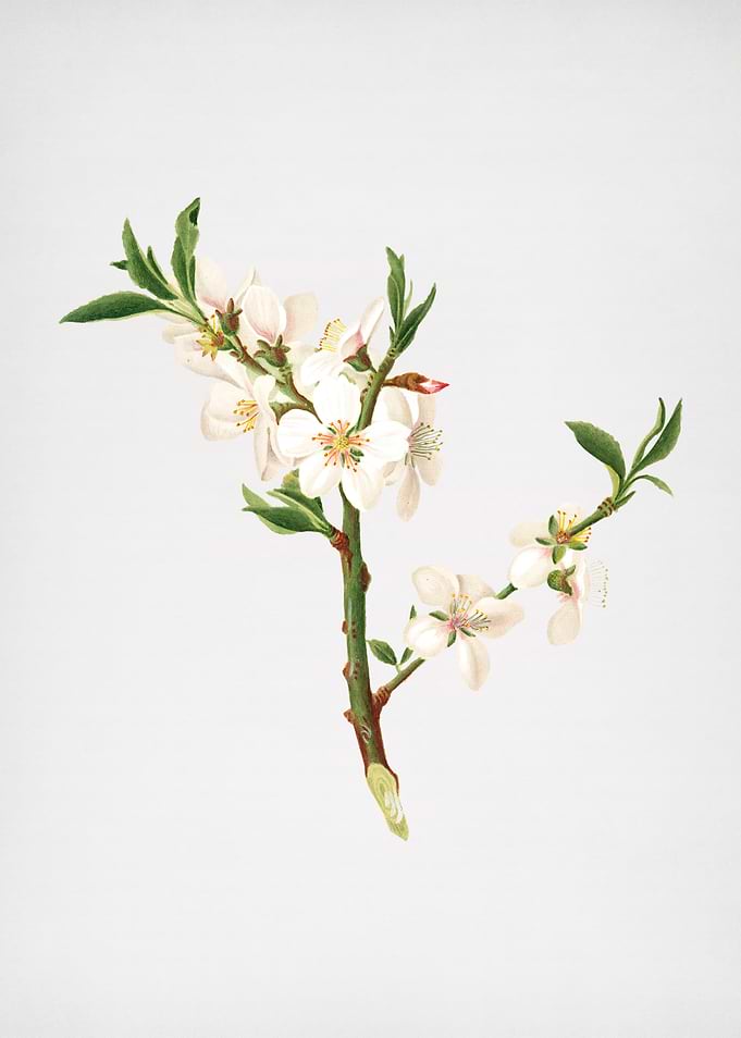 Vintage Almond Tree Flower