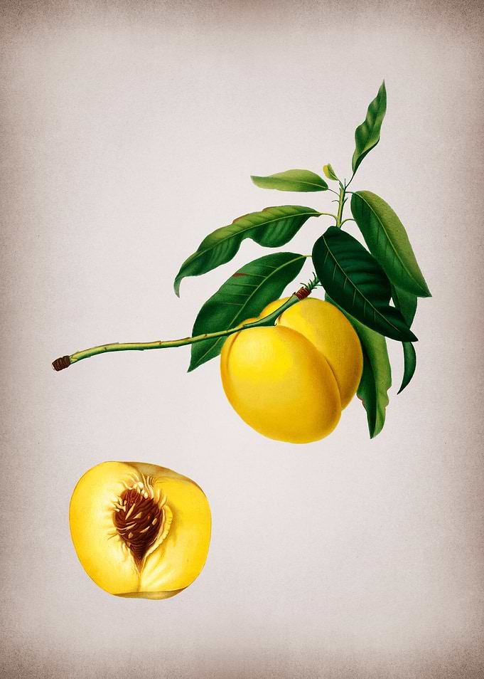 Vintage Yellow Apricot Art
