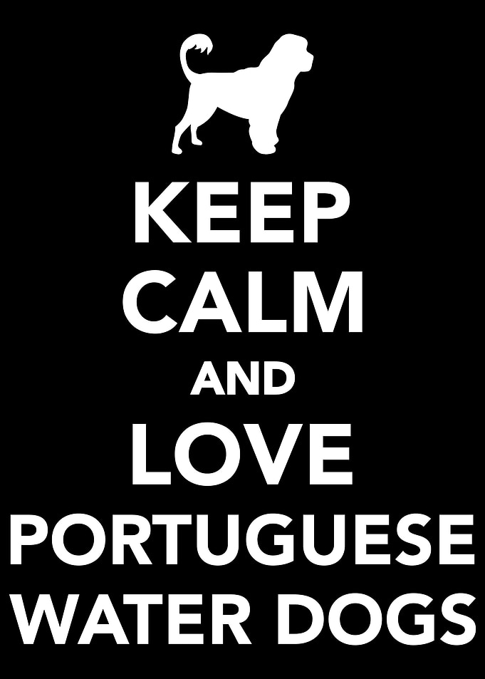 Portuguese Water Dog