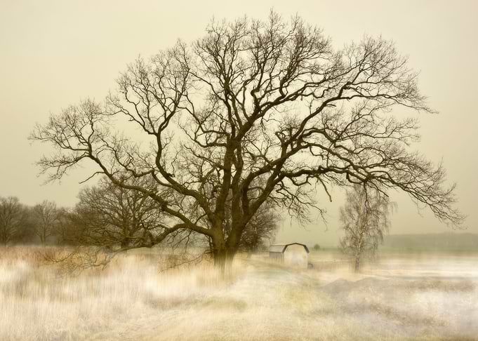 Beautiful Big Tree