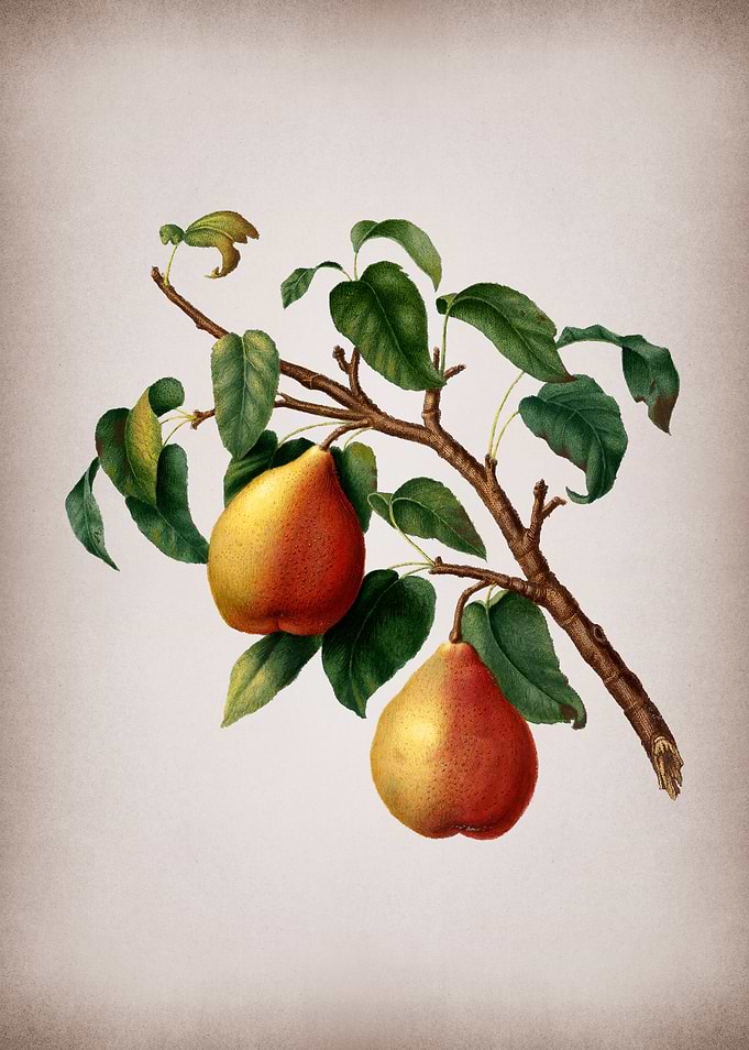 Vintage Wild European Pear