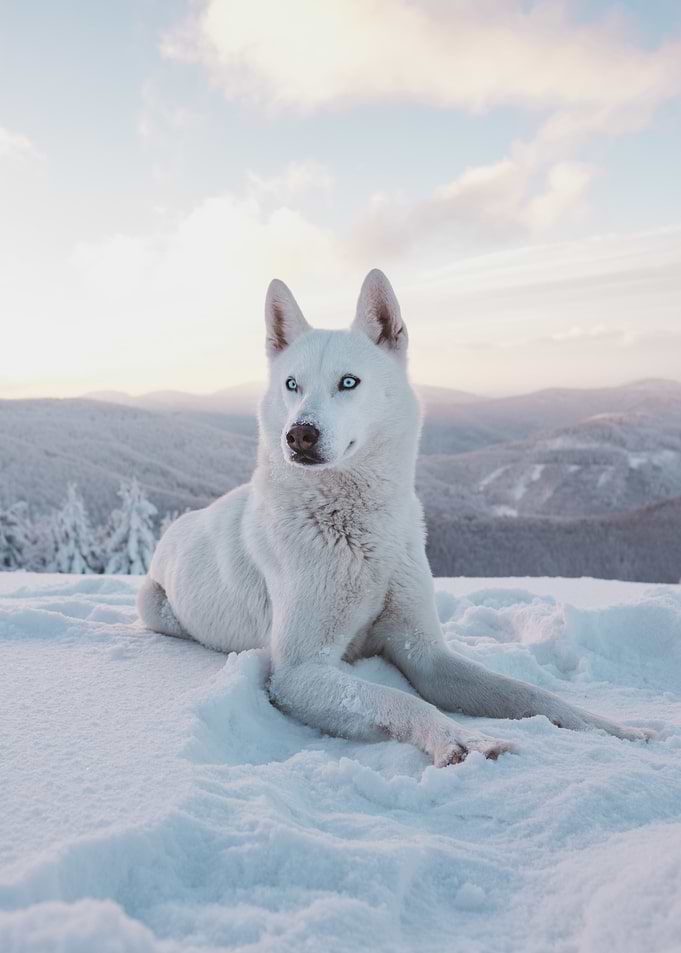 Arctic Wolf