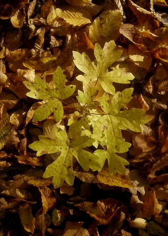 Autumn yellow leaves