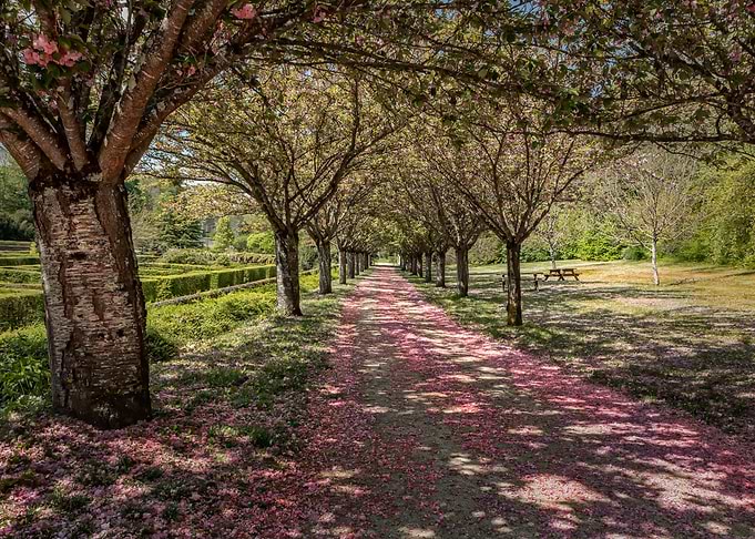 Trees Landscape