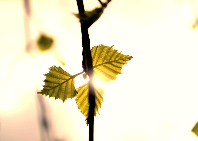 Three Leaves Iluminated