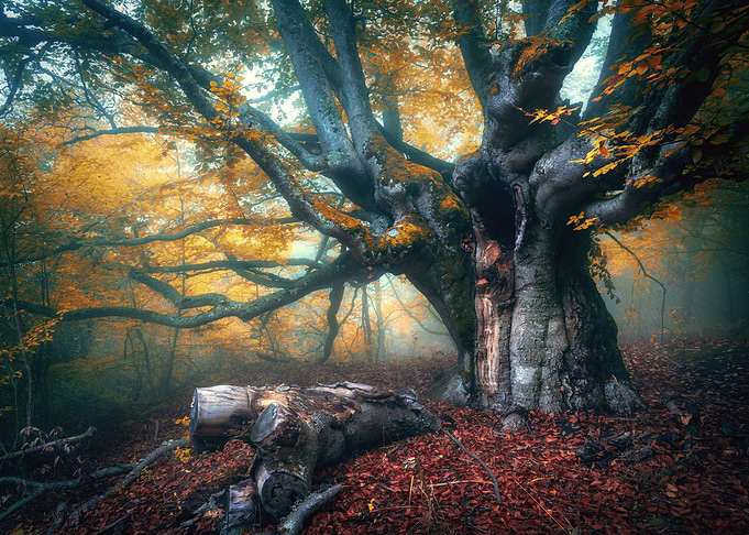 Autumn forest fog sun sky