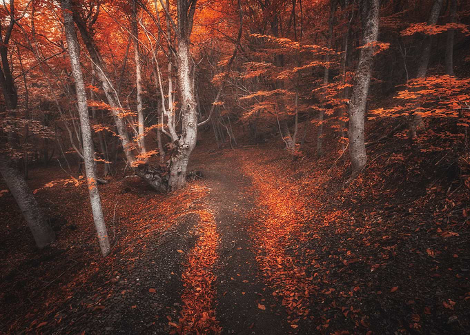 Autumn forest fog sun