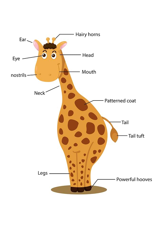 Giraffe