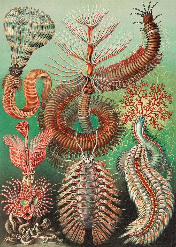Chaetopoda