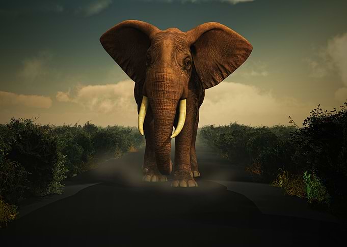 Elephant