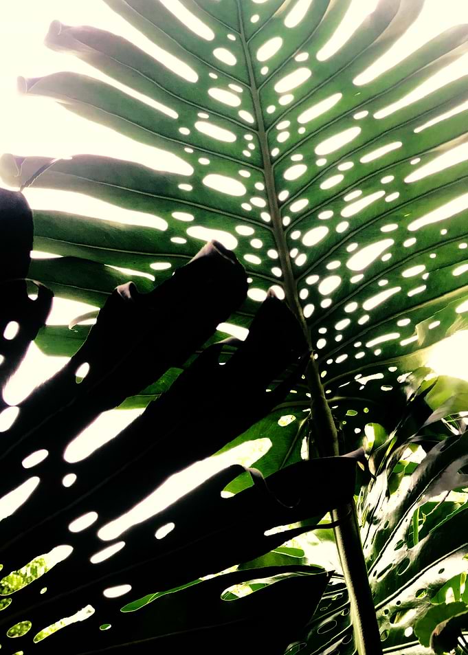 Green and Sun