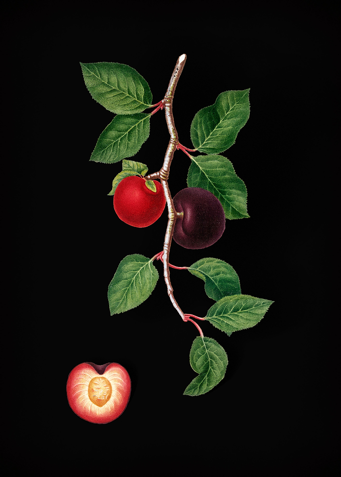 Vintage Apricot Fruit Food