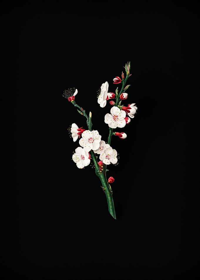 Vintage Apricot Flower Art