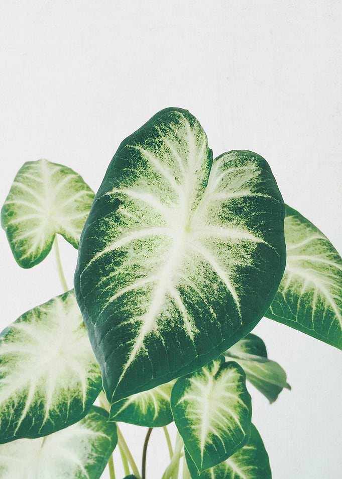 Cluster of Leaves II