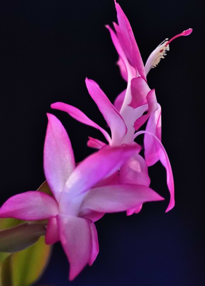 Xmas Cactus
