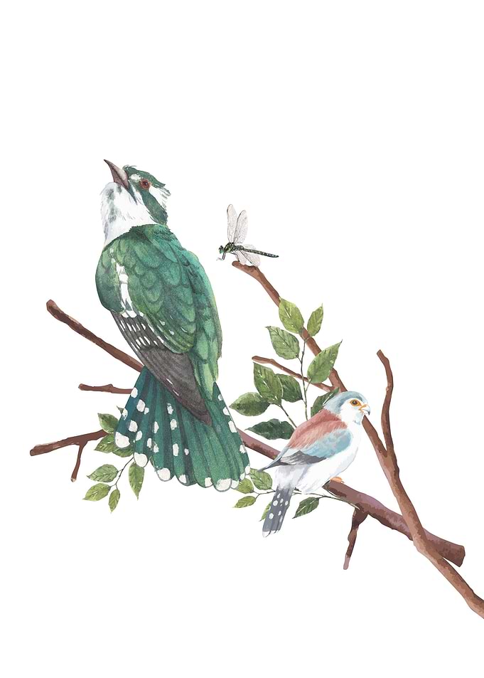Bird