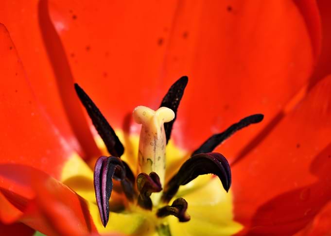 Big Red Tulip Flower