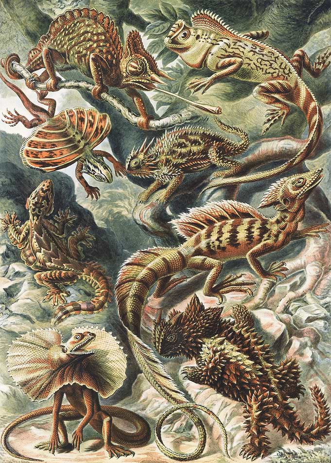 Lacertilia Eidechlen