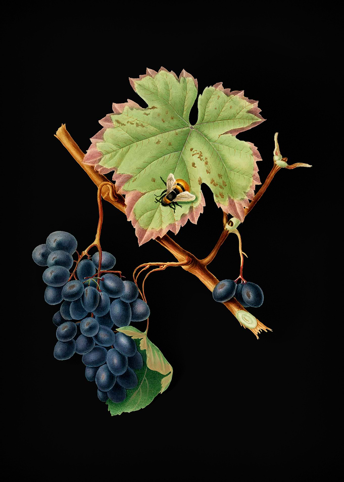 Vintage Barbera Grape Food